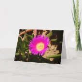 Hottentot Fig Ground Creeping Ice Plant Kaart (Voorkant)