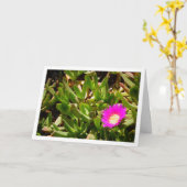 Hottentot Fig Ground Creeping Ice Plant Kaart (Gele Bloem)