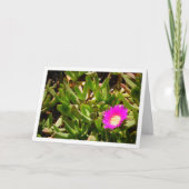 Hottentot Fig Ground Creeping Ice Plant Kaart (Voorkant)