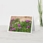 Hottentot Fig, Ice Plant in Canyon Kaart (Voorkant)