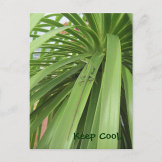 Hou Cool... Briefkaart