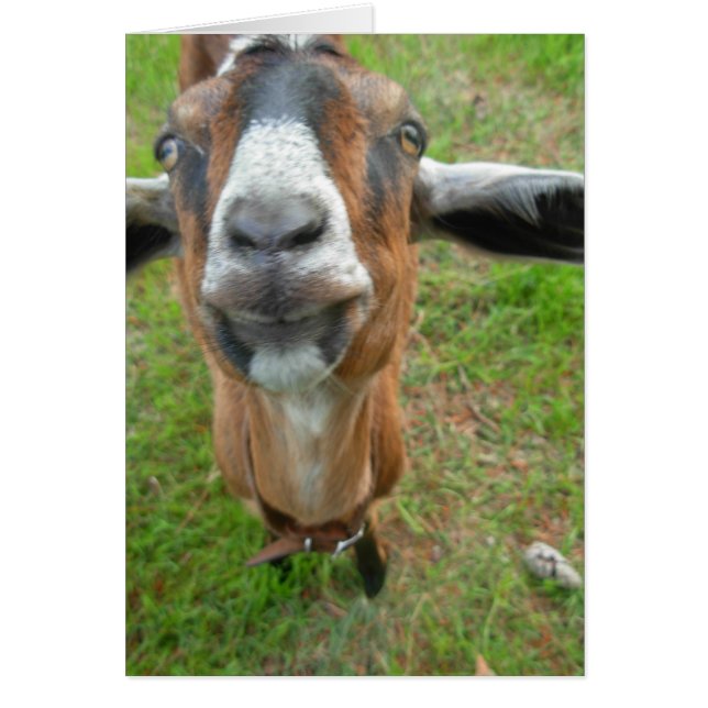 Hou mijn gat vast! Mariah the Goat card (Voorkant)