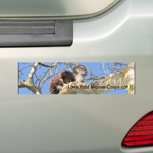Hou van die Maine Coon kat! Bumpersticker (Op auto)