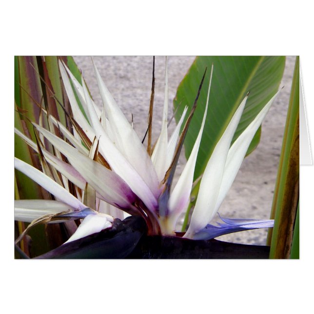 Hou van je_ (Voorkant Horizontaal)