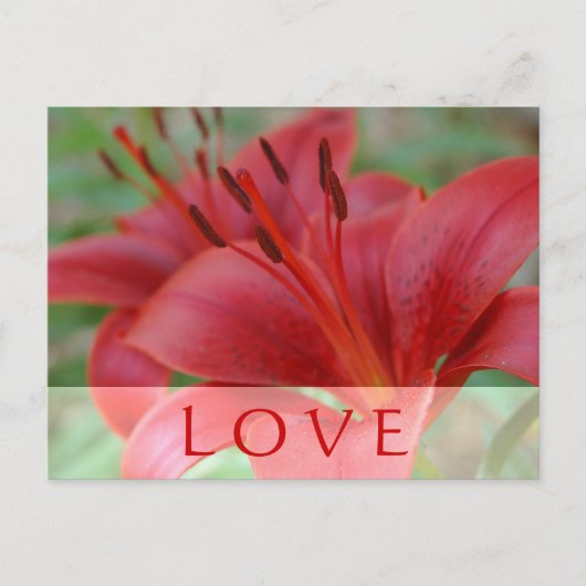 Hou van Lily Briefkaart (Voorkant)