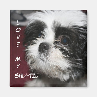 Hou van mijn Shih-Tzu Magneet