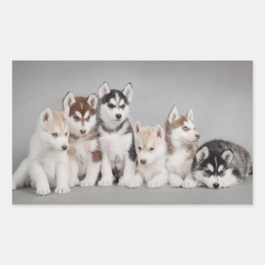 Hou van Siberische Huskies Rechthoekige Sticker (Voorkant)