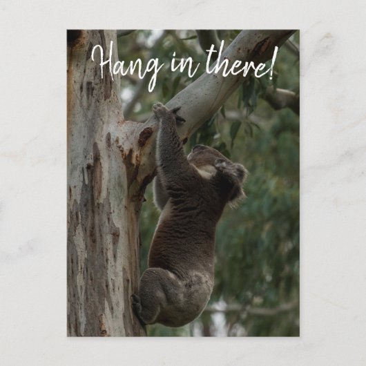 Hou vol. Australia Koala Cute Briefkaart (Voorkant)