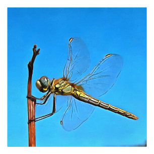 Hou vol met artistieke dragonfly tegen Cerulean Bl Foto Afdruk