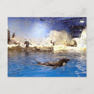 Houd uw hoofd omhoog/Cute Swimming Penguin Briefkaart