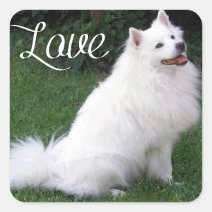 Houd van Amerikaanse Eskimo Puppy Hond Sticker / L