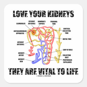 Houd van Uw Nieren zij voor het Leven (Nephron) Vierkante Sticker