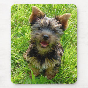 Houd van Yorkshire Terrier Puppy Muismat