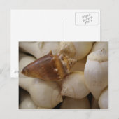 Houders II Briefkaart (Voorkant / Achterkant)