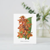 Houlletia brocklehurstiana briefkaart (Staand voorkant)