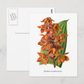 Houlletia brocklehurstiana briefkaart (Voorkant / Achterkant)