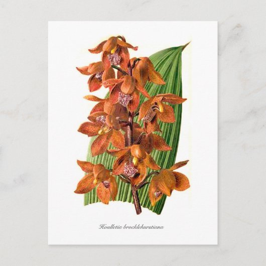 Houlletia brocklehurstiana briefkaart (Voorkant)