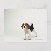 Hound Dog Briefkaart (Voorkant)