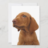 Hound Dog Invitation Kaart (Voorkant)