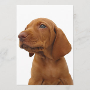 Hound Dog Invitation Kaart