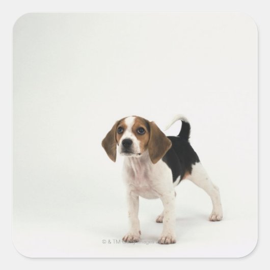 Hound Dog Vierkante Sticker (Voorkant)