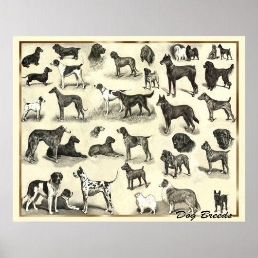 Hounds - Dog Breeds - Hunds Print Dogs (Voorkant)