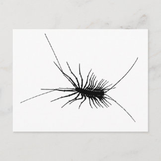 House Centipede Black Scary Bug Insect Gross Large Briefkaart