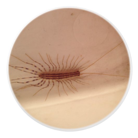 House Centipede Keramische Knop (Voorkant)