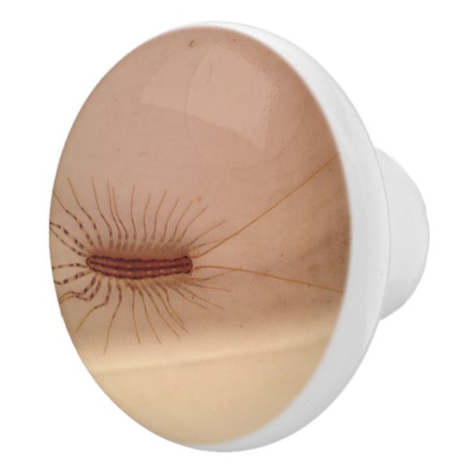 House Centipede Keramische Knop (Rechts)