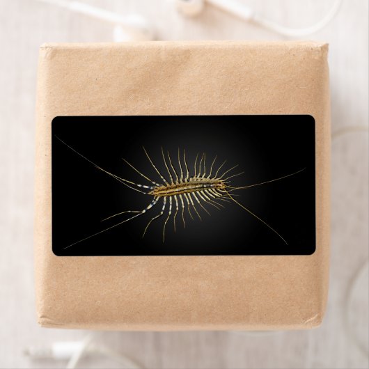 House Centipede Scutigera Coleoptrata Etiket (Insitu)