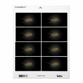 House Centipede Scutigera Coleoptrata Etiket (Full Sheet)