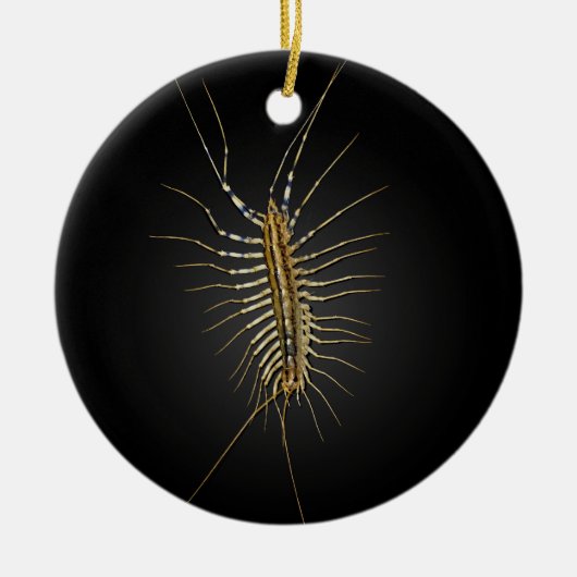 House Centipede Scutigera Coleoptrata Keramisch Ornament (Voorkant)