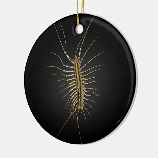 House Centipede Scutigera Coleoptrata Keramisch Ornament (Links)
