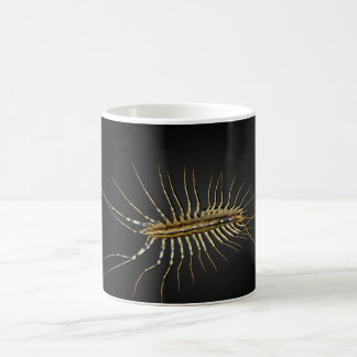 House Centipede Scutigera Coleoptrata Koffiemok