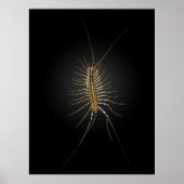 House Centipede Scutigera Coleoptrata Poster (Voorkant)