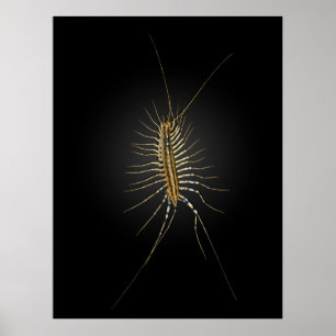 House Centipede Scutigera Coleoptrata Poster