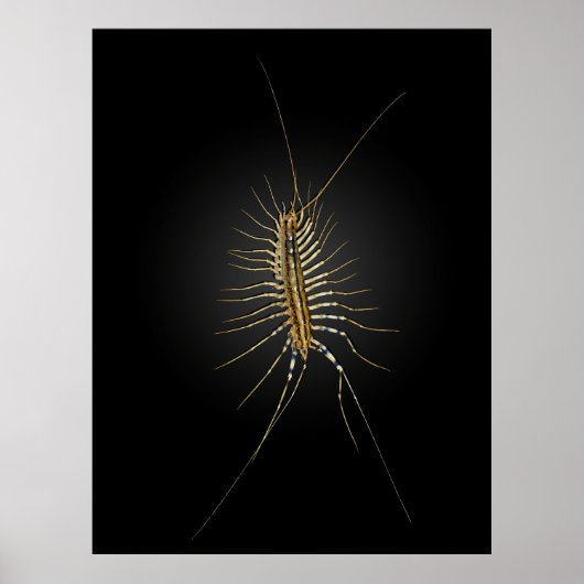 House Centipede Scutigera Coleoptrata Poster (Voorkant)