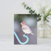 House Finch Bird Foto Briefkaart (Staand voorkant)