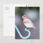 House Finch Bird Foto Briefkaart (Voorkant / Achterkant)