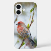 House Finch Bird Painting Aangepaste naam Case-Mate iPhone Case (Achterkant)
