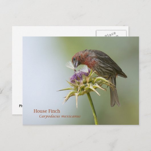 House Finch Briefkaart (Voorkant / Achterkant)