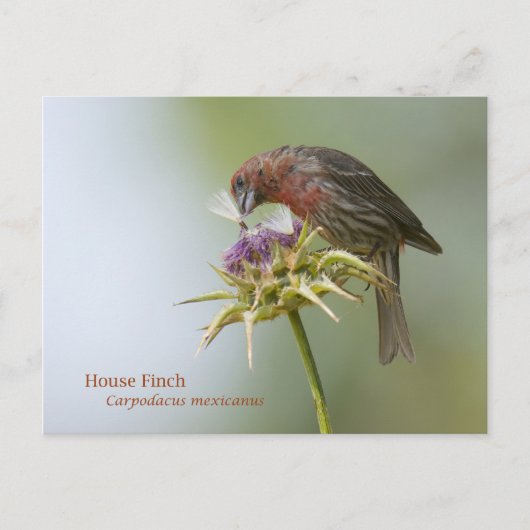 House Finch Briefkaart (Voorkant)