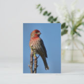 House Finch Briefkaart (Staand voorkant)