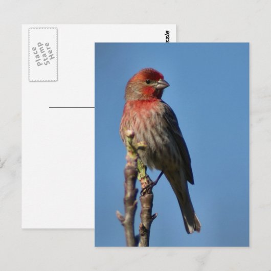 House Finch Briefkaart (Voorkant / Achterkant)