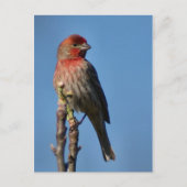 House Finch Briefkaart (Voorkant)