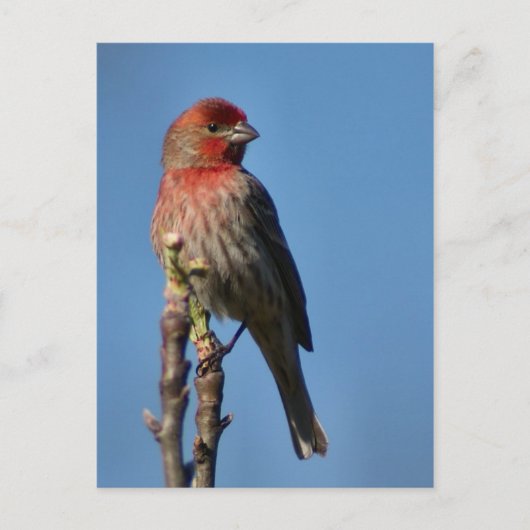 House Finch Briefkaart (Voorkant)