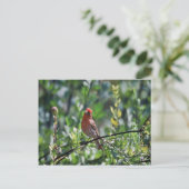 House Finch Briefkaart (Staand voorkant)