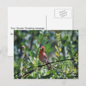 House Finch Briefkaart (Voorkant / Achterkant)