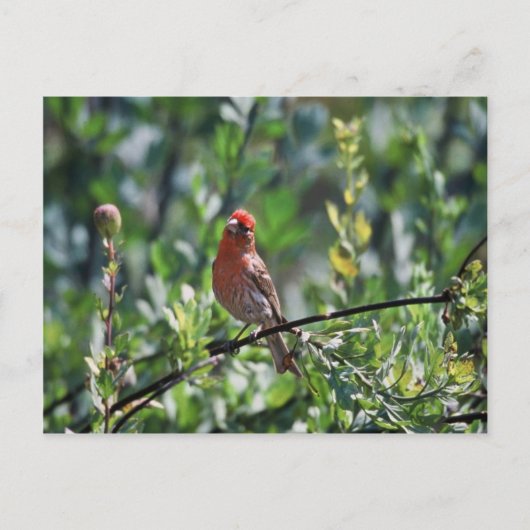 House Finch Briefkaart (Voorkant)