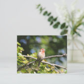 House finch briefkaart (Staand voorkant)